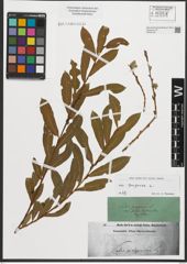 Foto von Salix purpurea L.